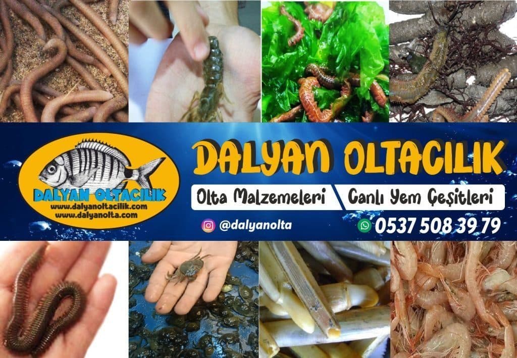 Bibi Yem Fiyatları ve Satın Alma Rehberi (İstanbul – İzmir)