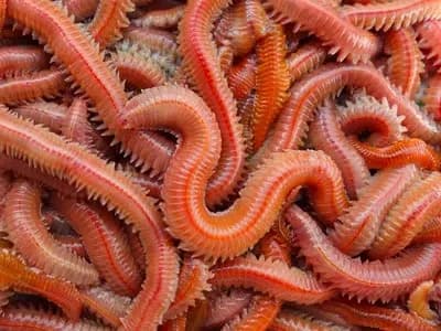 Kırmızı Lugworm – Canlı Deniz Kurdu ve Kırmızı Yem